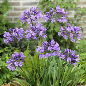 Agapanthus