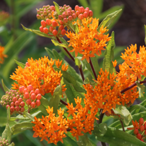 Asclepias