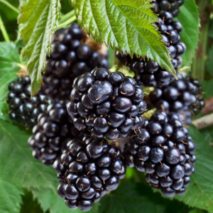 Blackberries