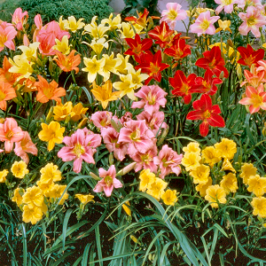 Daylilies