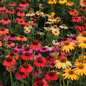 Echinacea