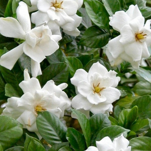 Gardenia