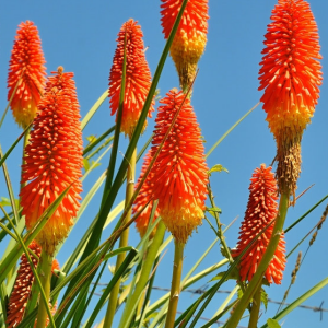 Kniphofia