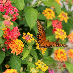 Lantana