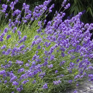 Lavender