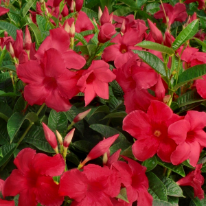 Mandevilla