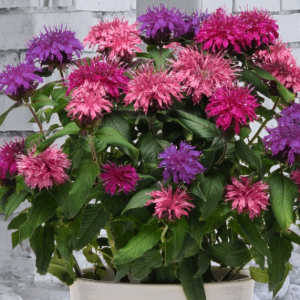 Monarda